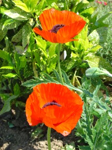 Somme (Hampstead Pals) 2004 - Poppy  009